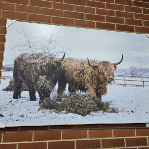 Photograph of Cattle Grazing