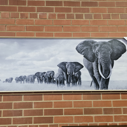 Photograph of Elephants on the March