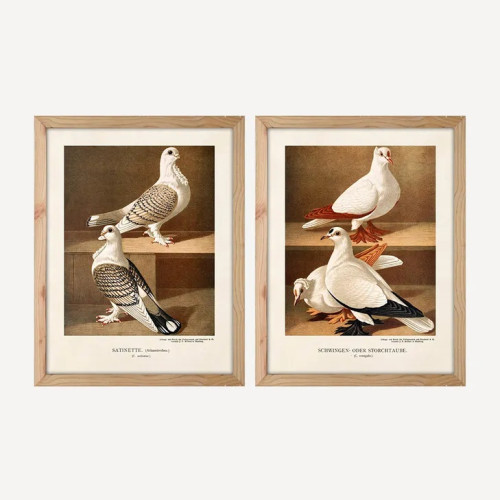 Photograph of Pigeon Wall Art (2PC)