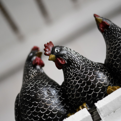 Photograph of Three Chicken Friends