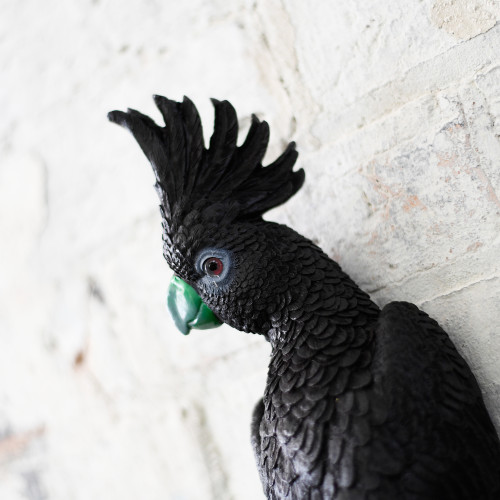 Photograph of Black Cockatoo