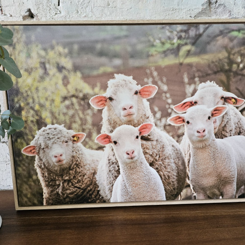 Photograph of Family of Sheep Print